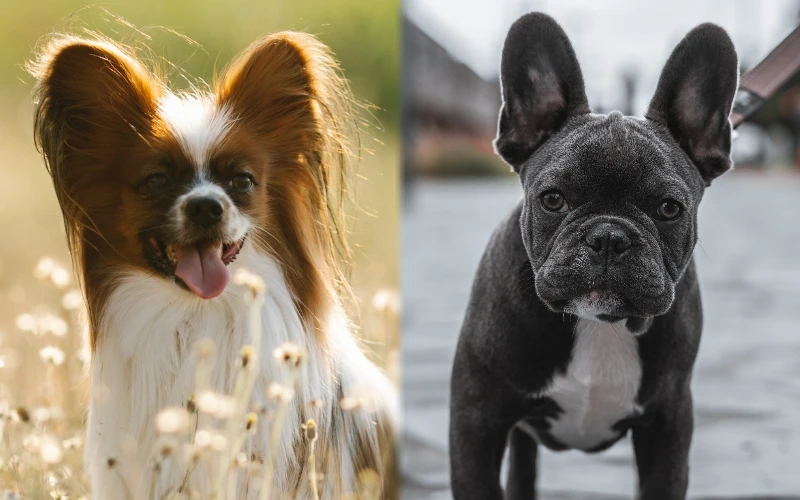Parent breeds of French Bullion