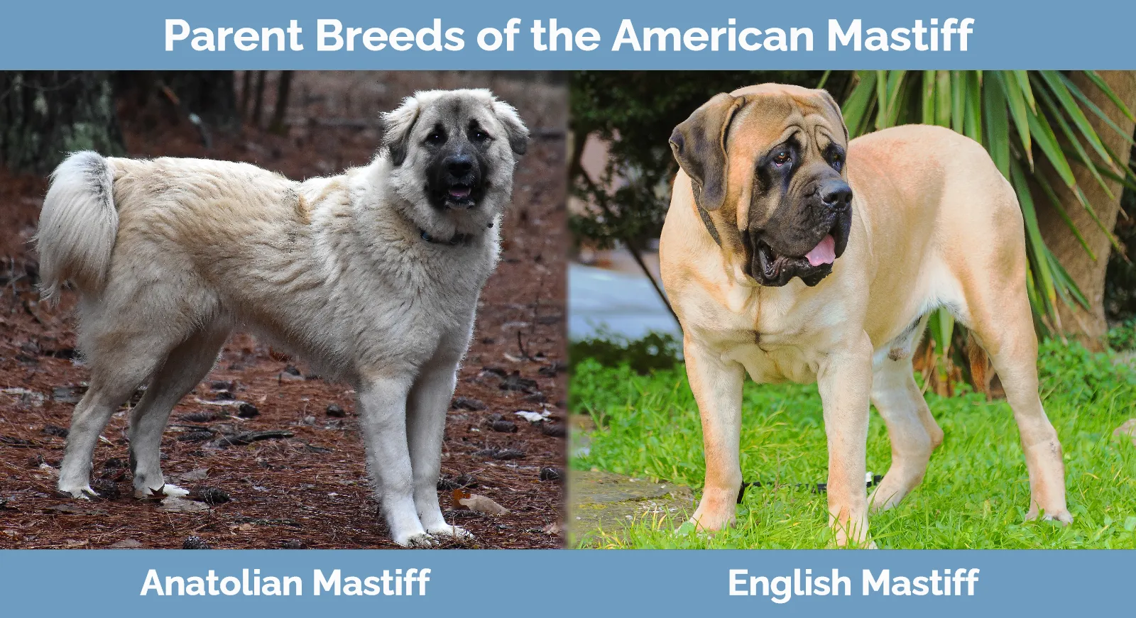 American sales mastiff breeders