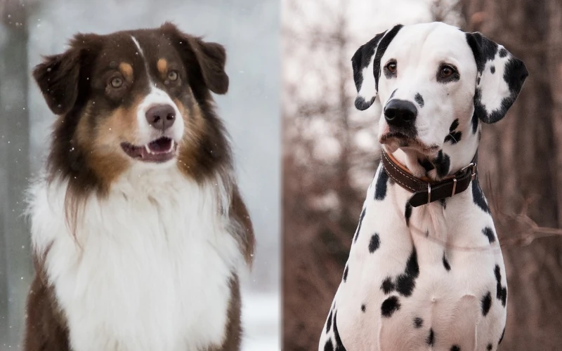 Parent breeds of the Aussie Dalmatian Mix - Featured Image