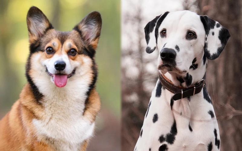 Parent breeds of the Corgi Dalmatian Mix - Featured Image