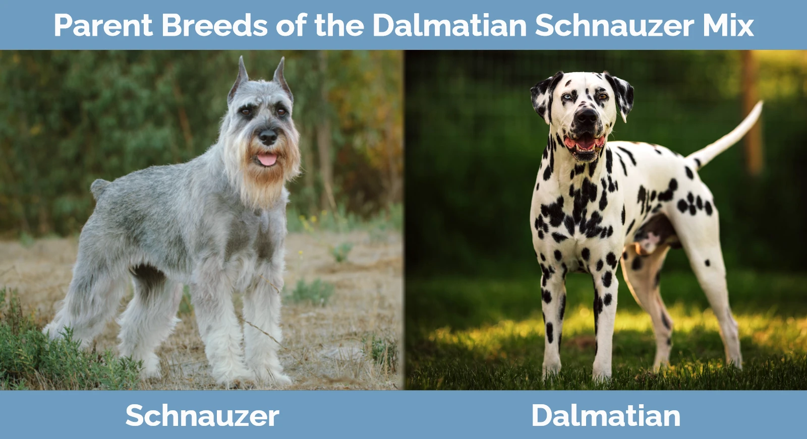Parent breeds of the Dalmatian Schnauzer Mix