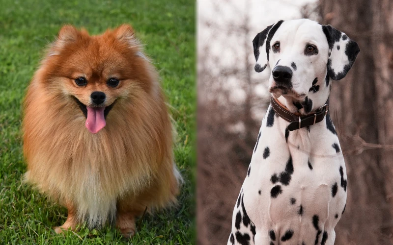 Parent breeds of the Pomeranian Dalmatian Mix - Featured Image