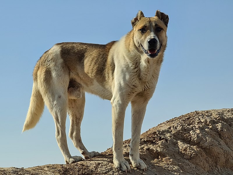 Persian Mastiff