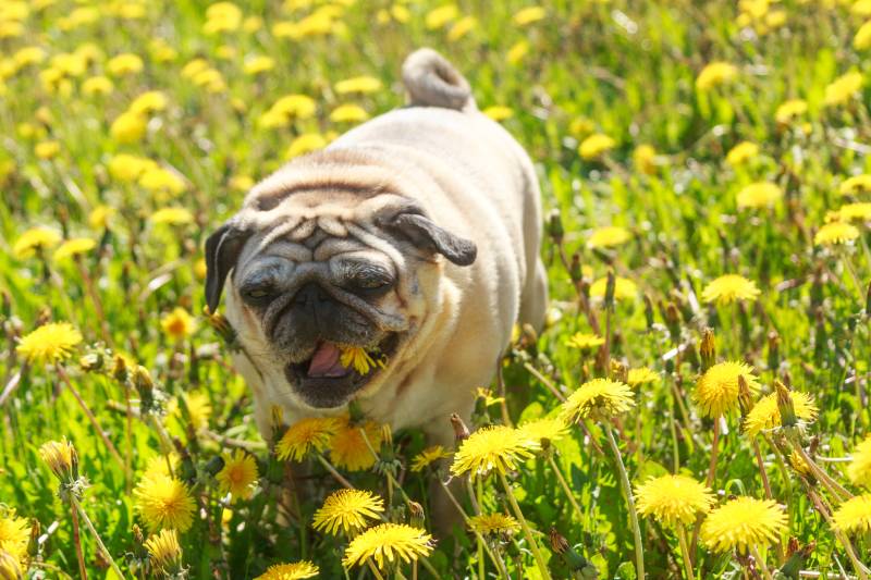 Pug dog in a green spring meadow eat dandelion
