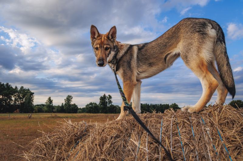 Puppy Tamaskan dog on a field