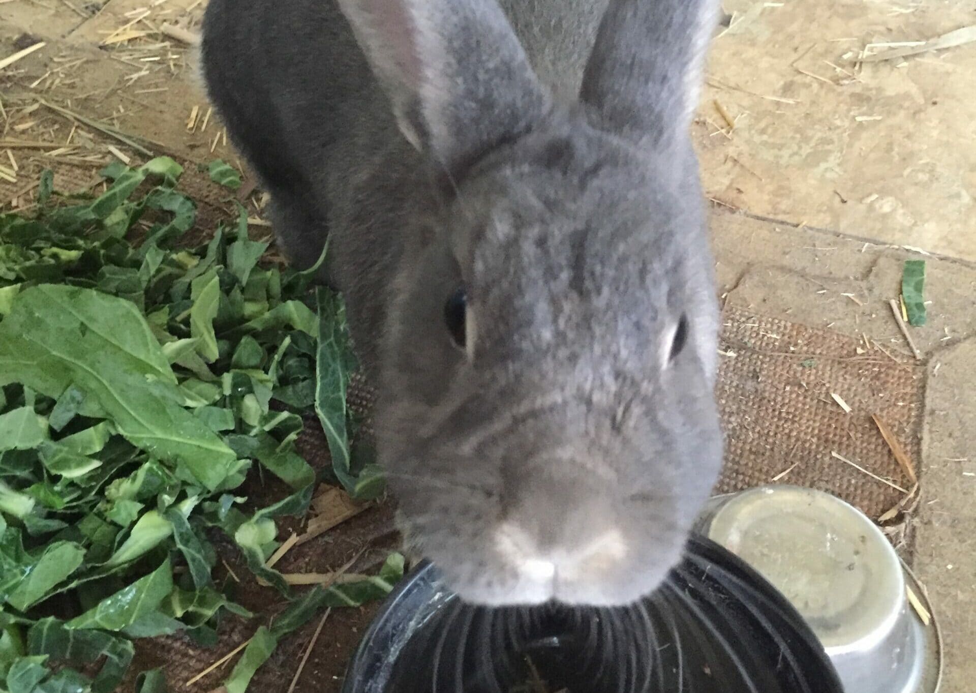 Rabbit drinking water - jumpstory