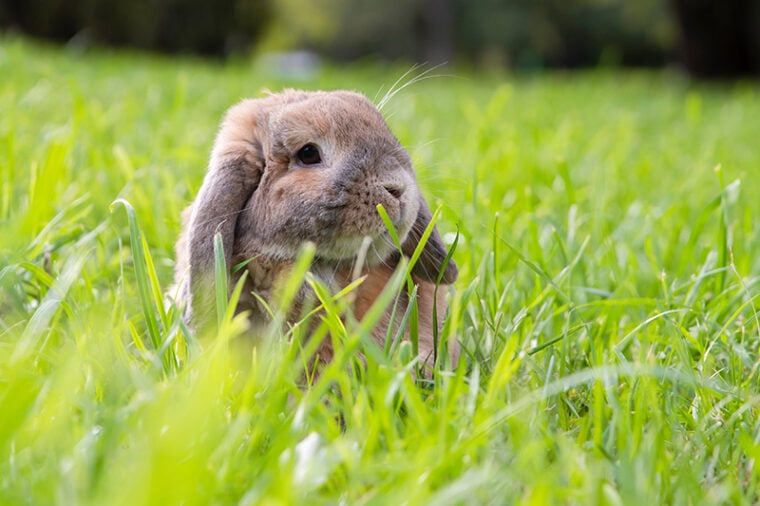 Can Rabbits Get Fleas? Vet Reviewed Facts & FAQ Hepper