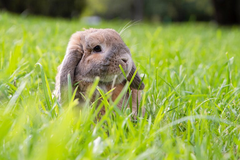 When Are Rabbits Most Active? Facts & FAQ Hepper