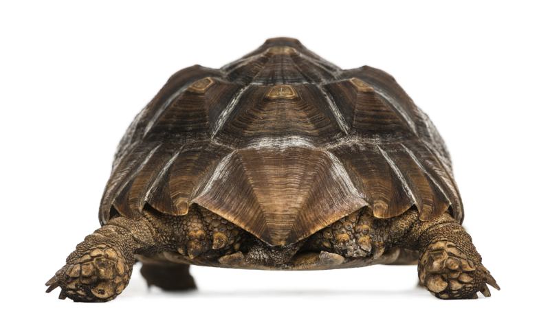 Rear view of the butt of an African Spurred Tortoise standing (Geochelone sulcata)