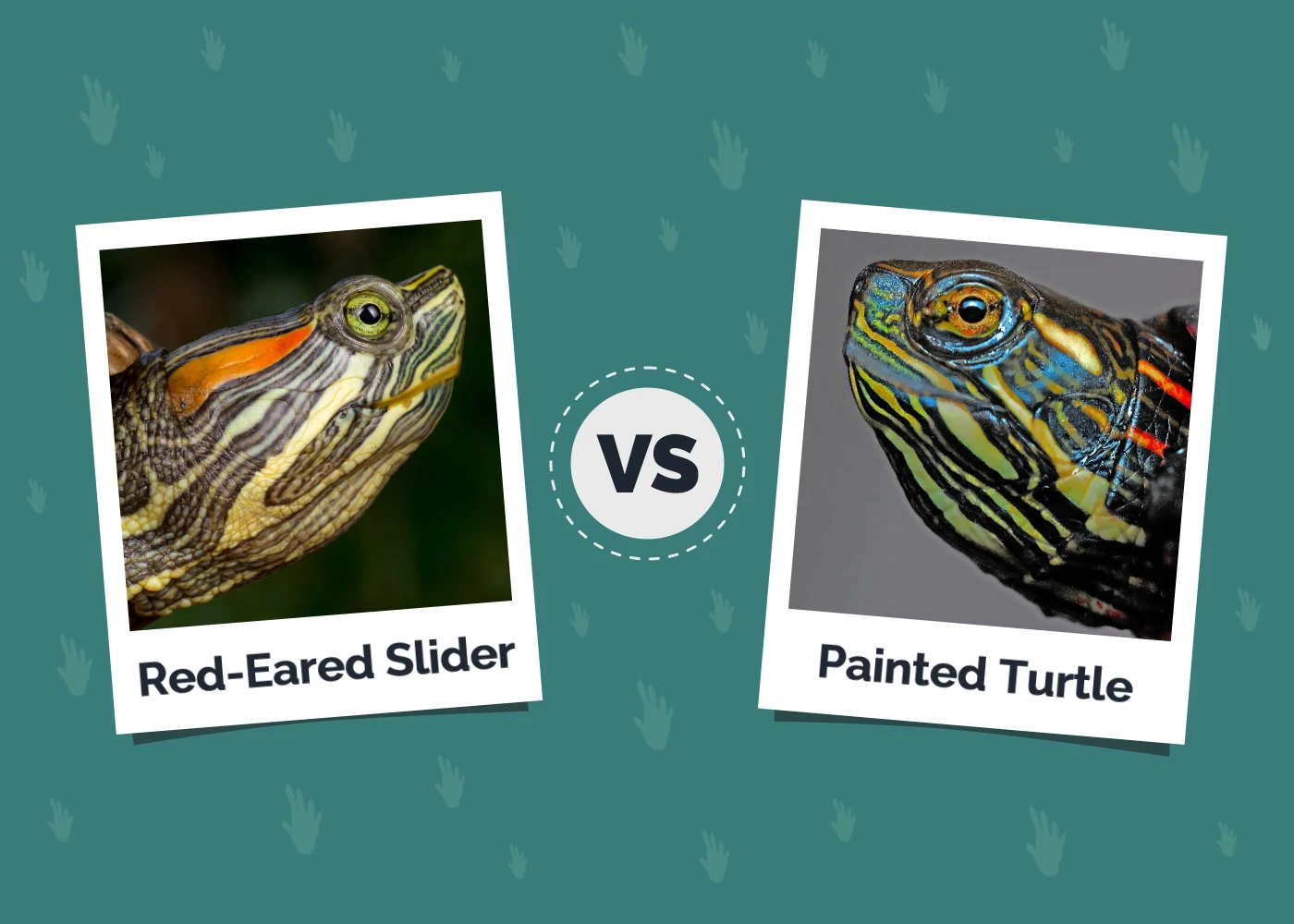 Red-Eared Slider vs Painted Turtle - Featured Image