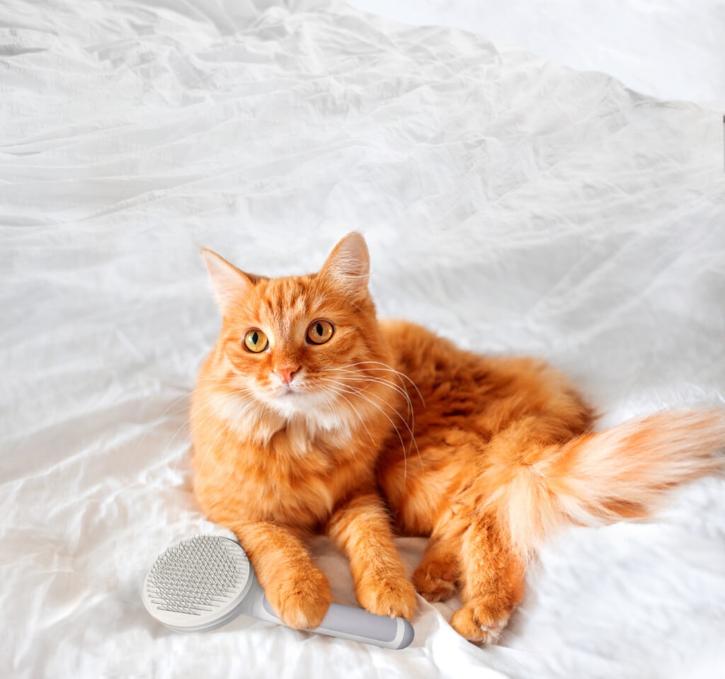 9 Best Brushes for LongHaired Cats 2024 Reviews & Top Picks Hepper