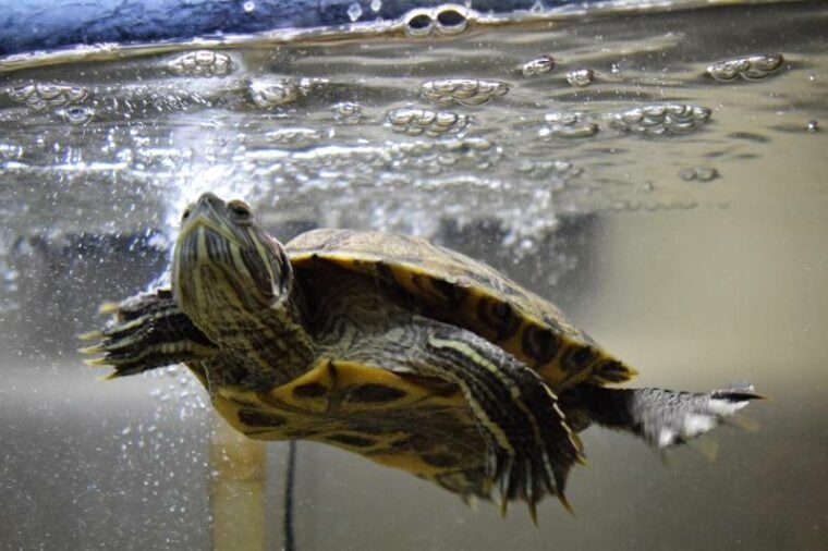 Can Turtles Live on Land? Vet-Approved Facts & FAQ (With Comparison