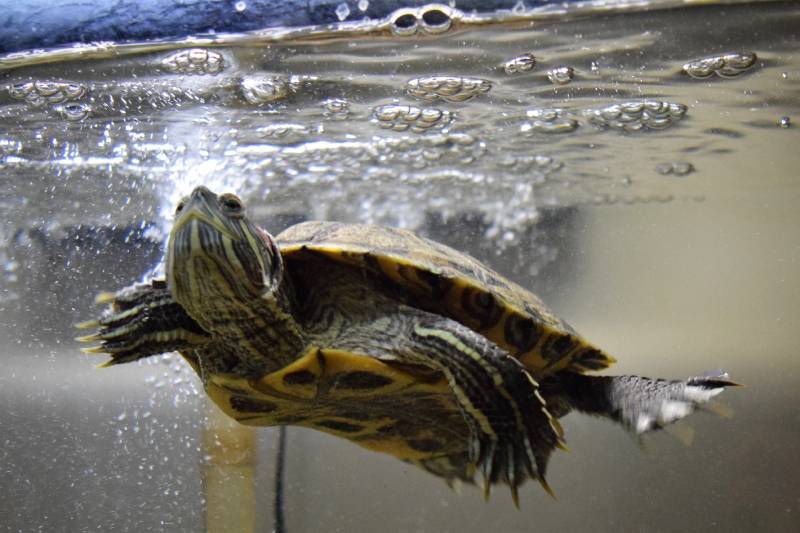 Red-eared slider swimming near the surface of his aquarium surrounded by bubbles