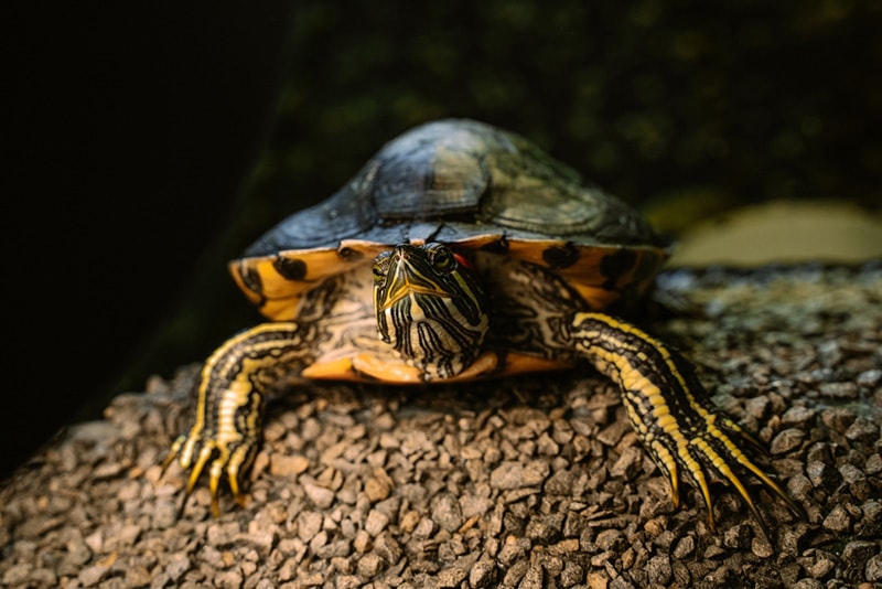 Red-eared turtle in a home terrarium