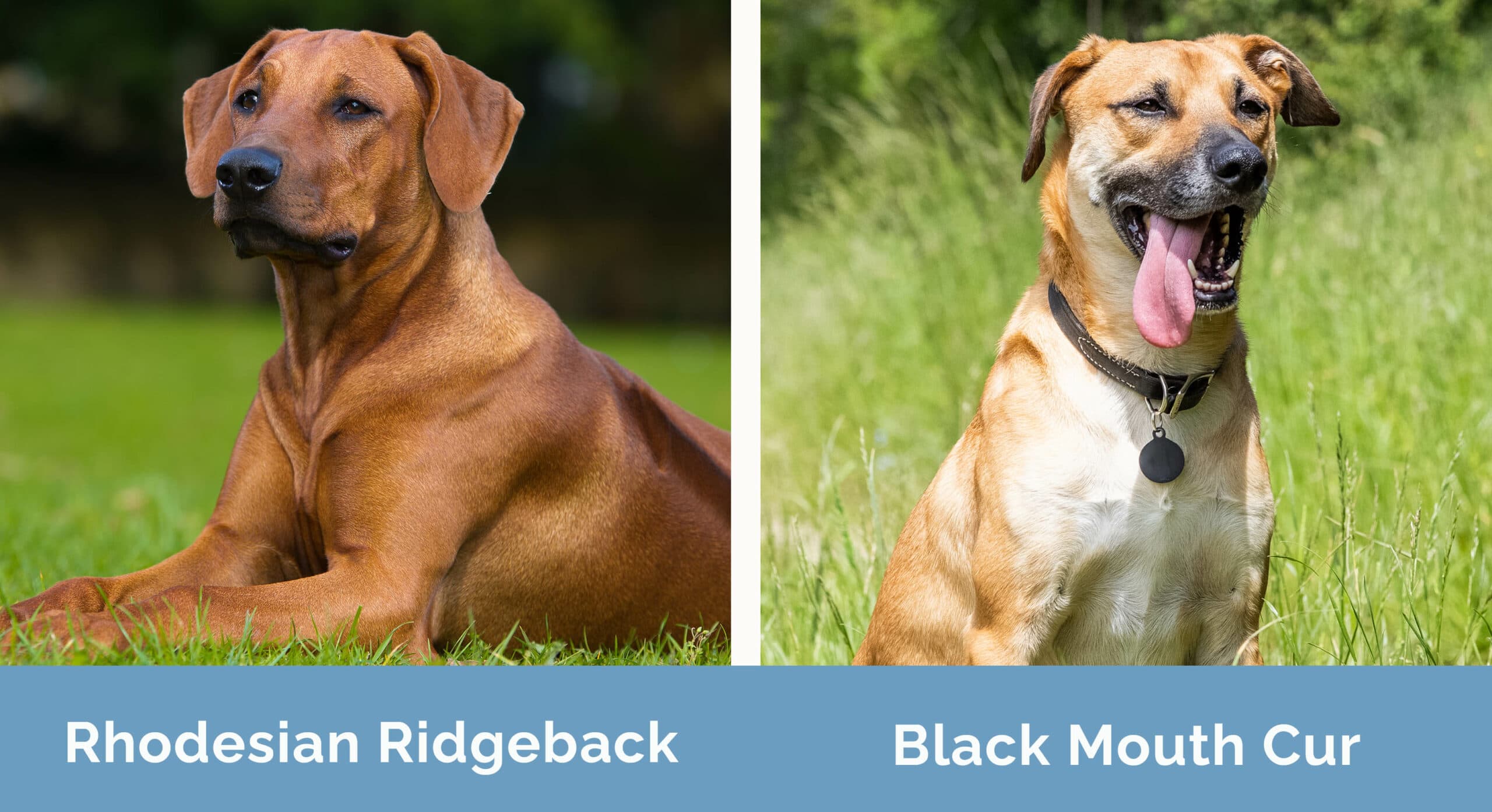 Black mouth cur mixed with rhodesian ridgeback 2025
