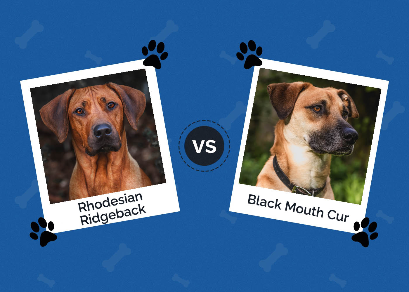 Rhodesian Ridgeback vs Black Mouth Cur