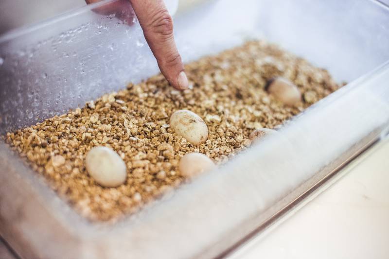 River turtle eggs in box with ground incubating