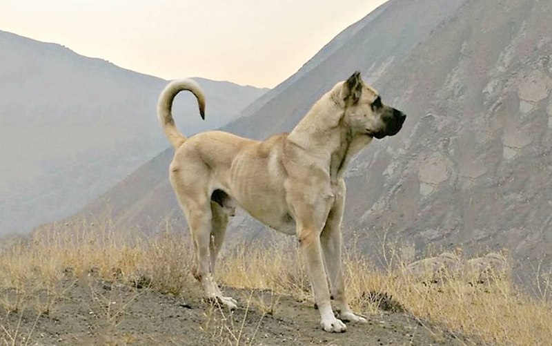 Sarabi-dog