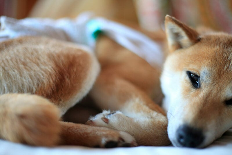 Sick Akita