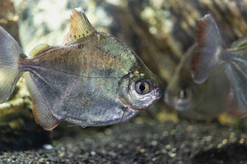 Silver dollar aquarium fish