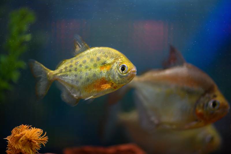 Silver dollar fish