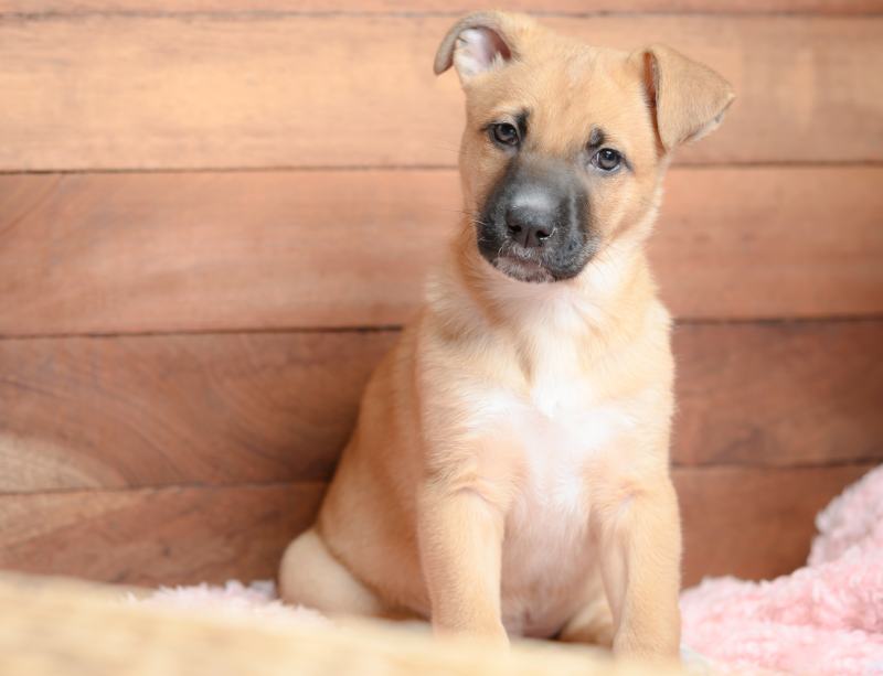 Six week old black mouth cur puppy sitting on a blanket