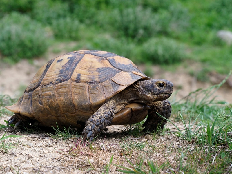 Spur-thighed tortoise or Greek tortoise