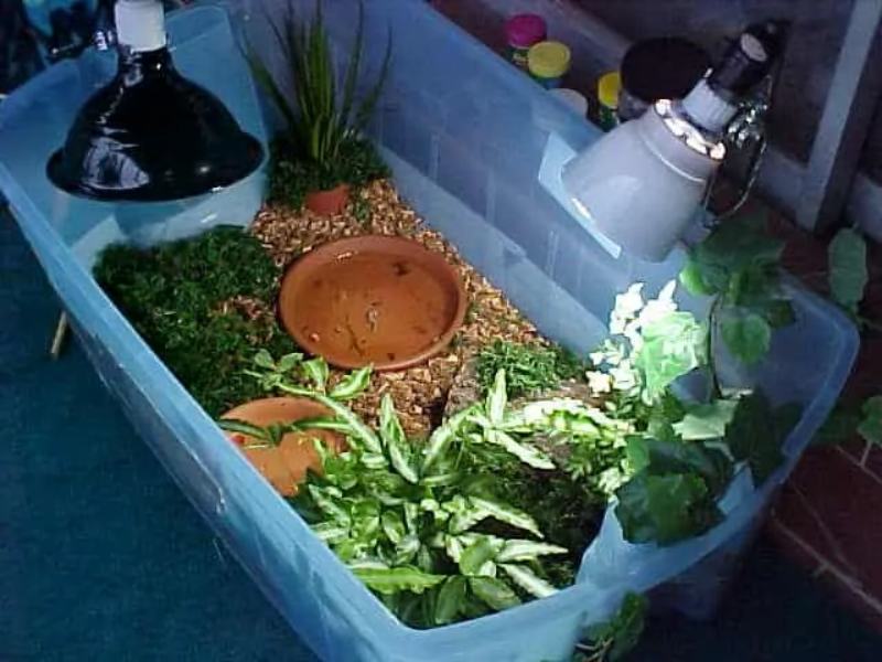 Step-by-step guide on how to build an indoor box turtle enclosure
