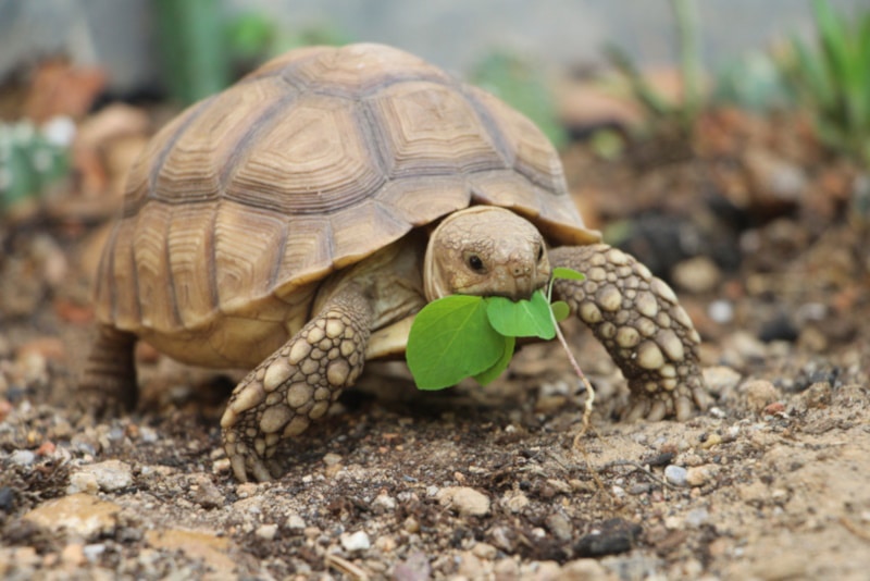 Sulcata tortoise munching on a green leaf