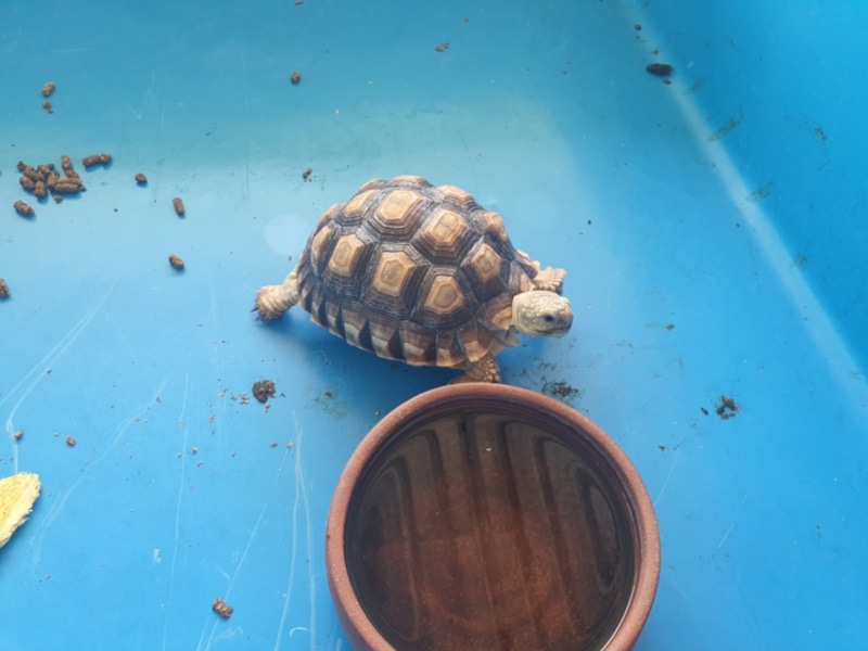 Sulcata tortoise near a water basin