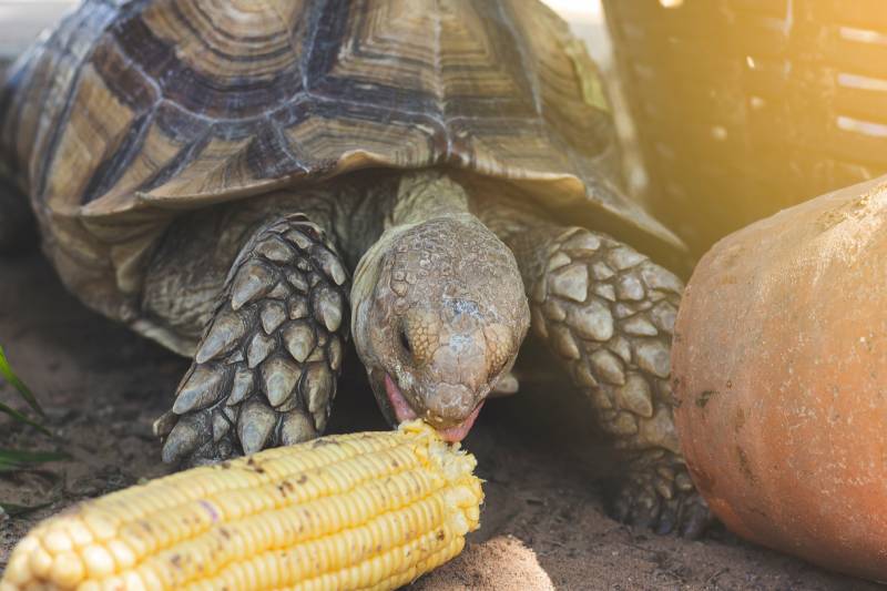 Sulcata turtle eating corn
