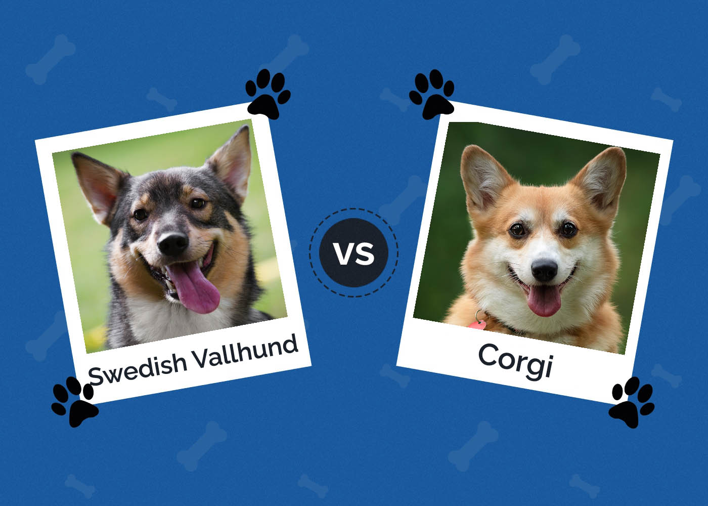 Swedish Vallhund vs Corgi