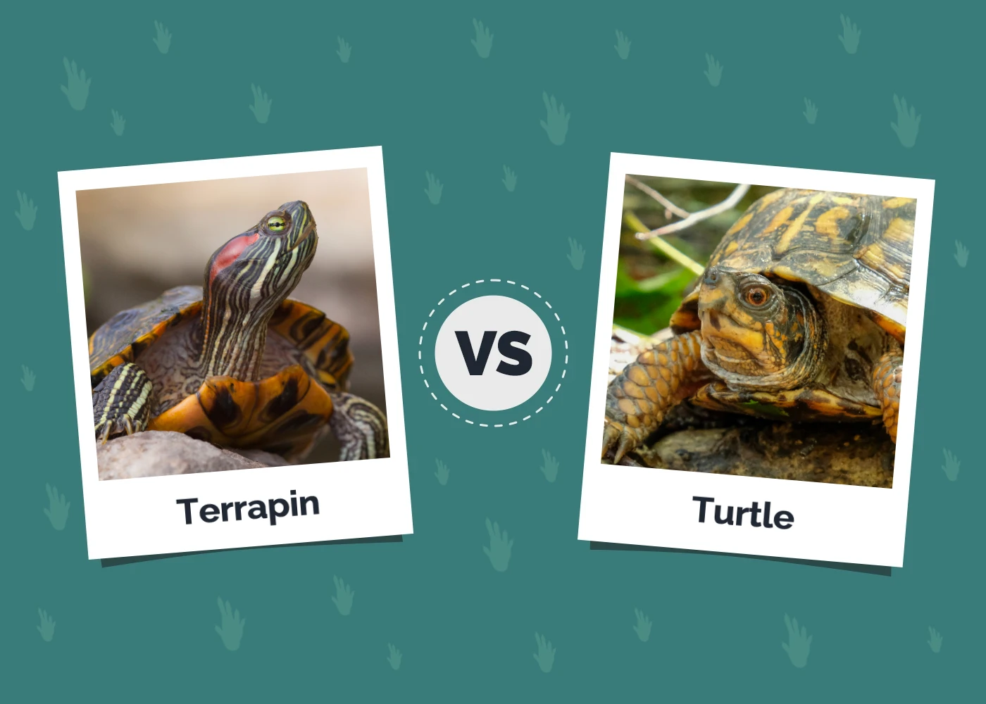 Terrapin vs Turtle - Featured Image