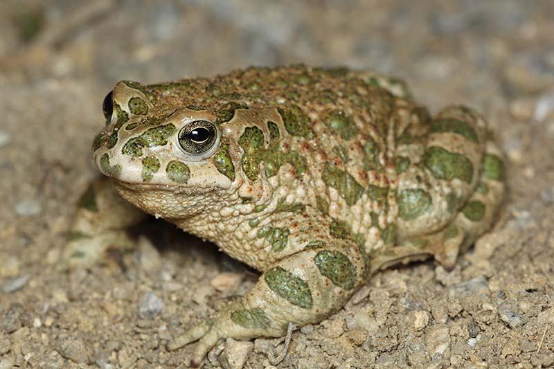 The European green toad
