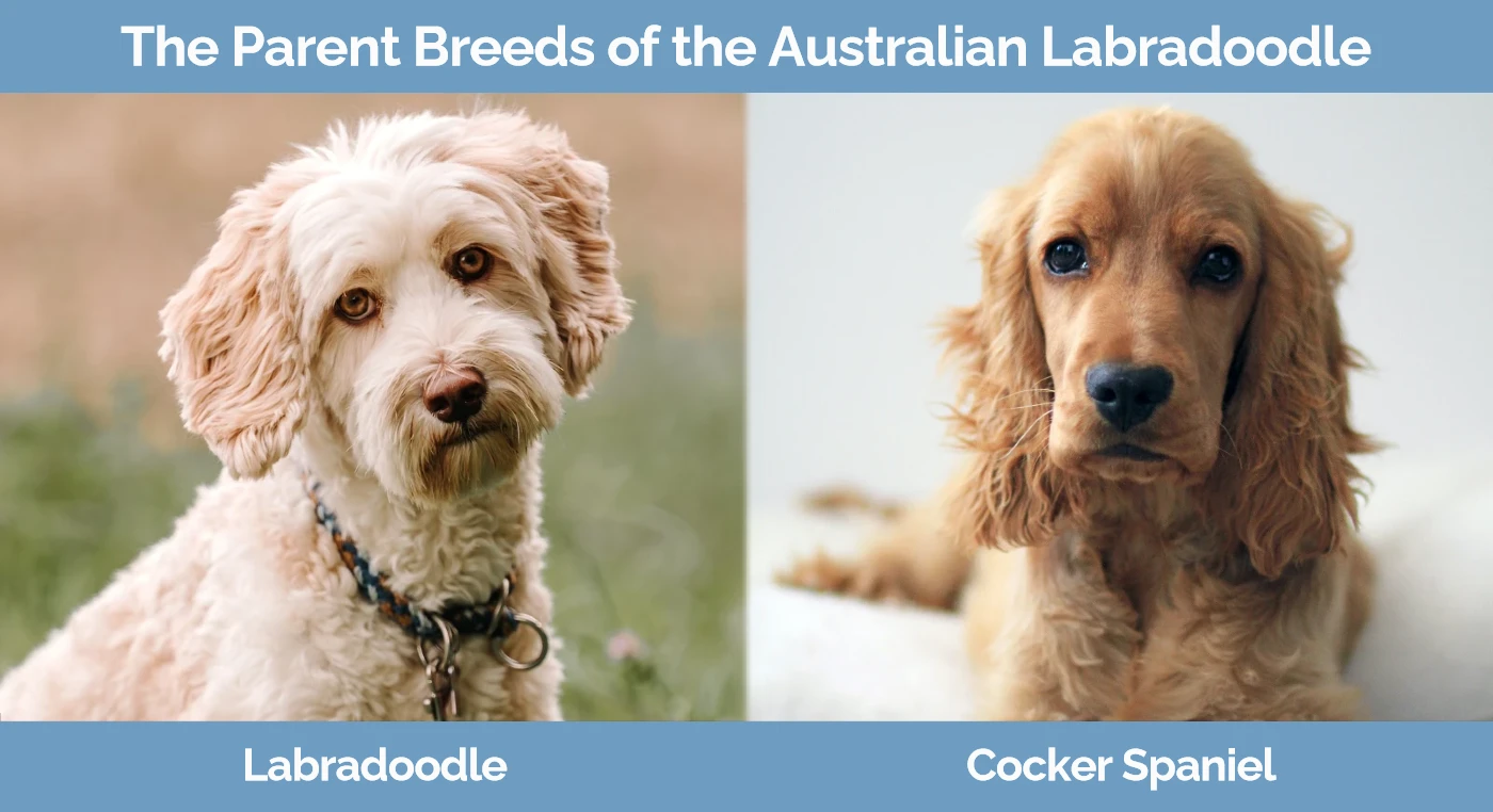 The parent breeds of the Australian Labradoodle