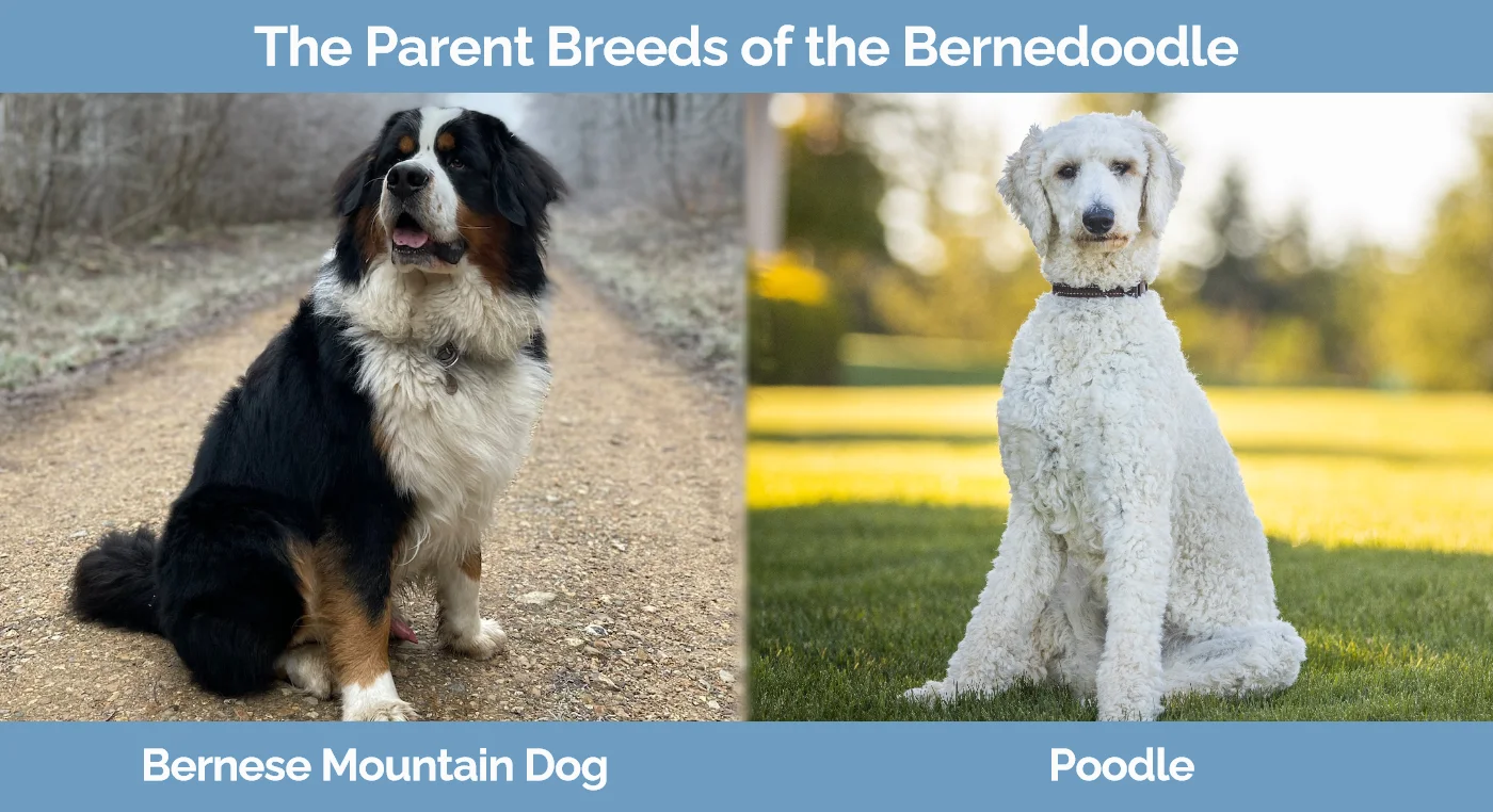 The parent breeds of the Bernedoodle