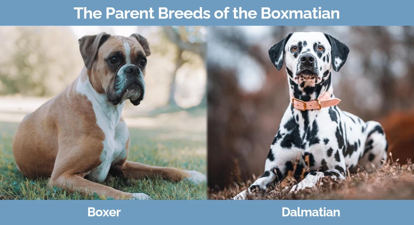 Boxer dalmatian mix best sale puppy