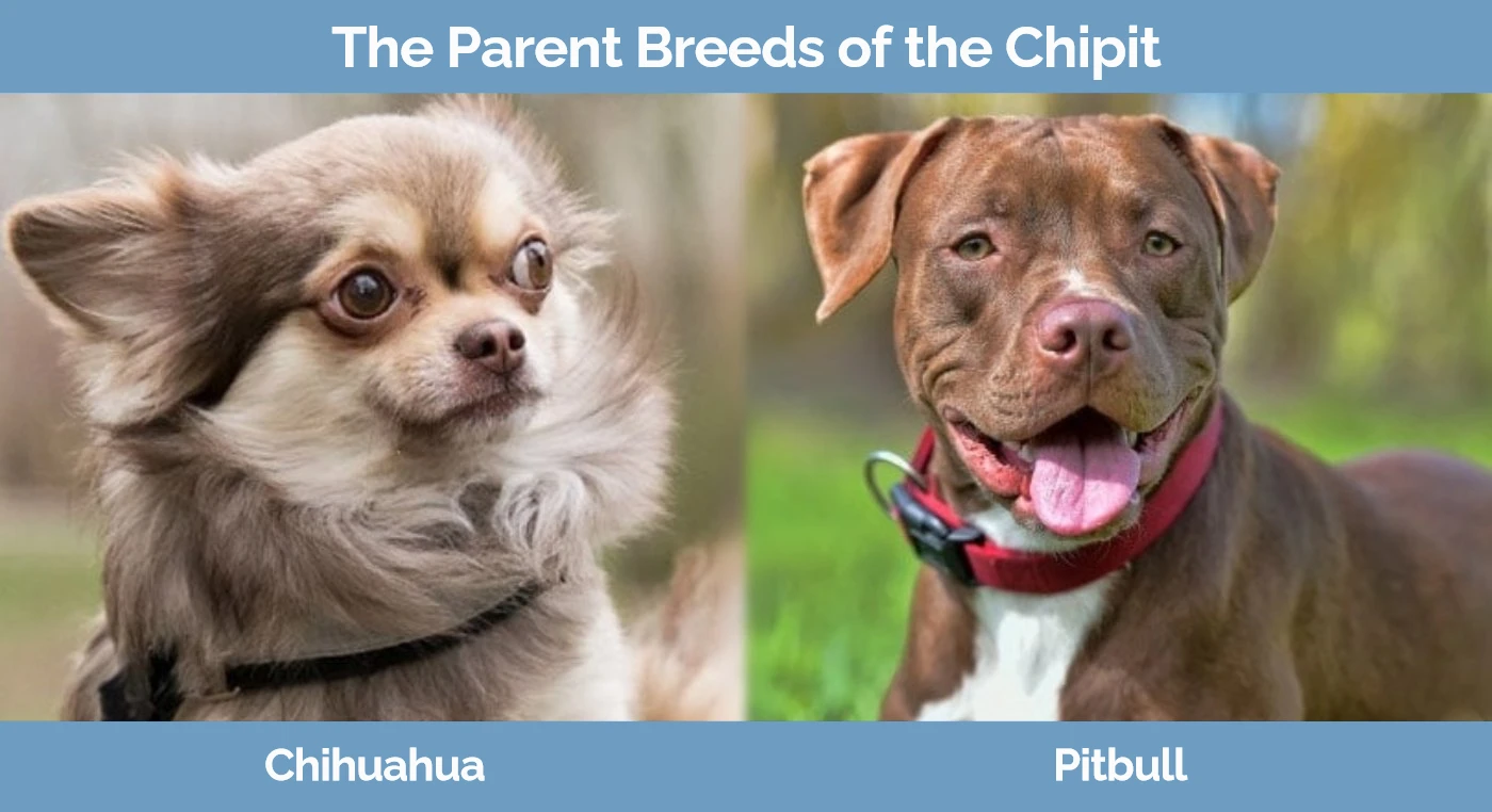 The parent breeds of the Chipit - Chihuahua and Pitbull