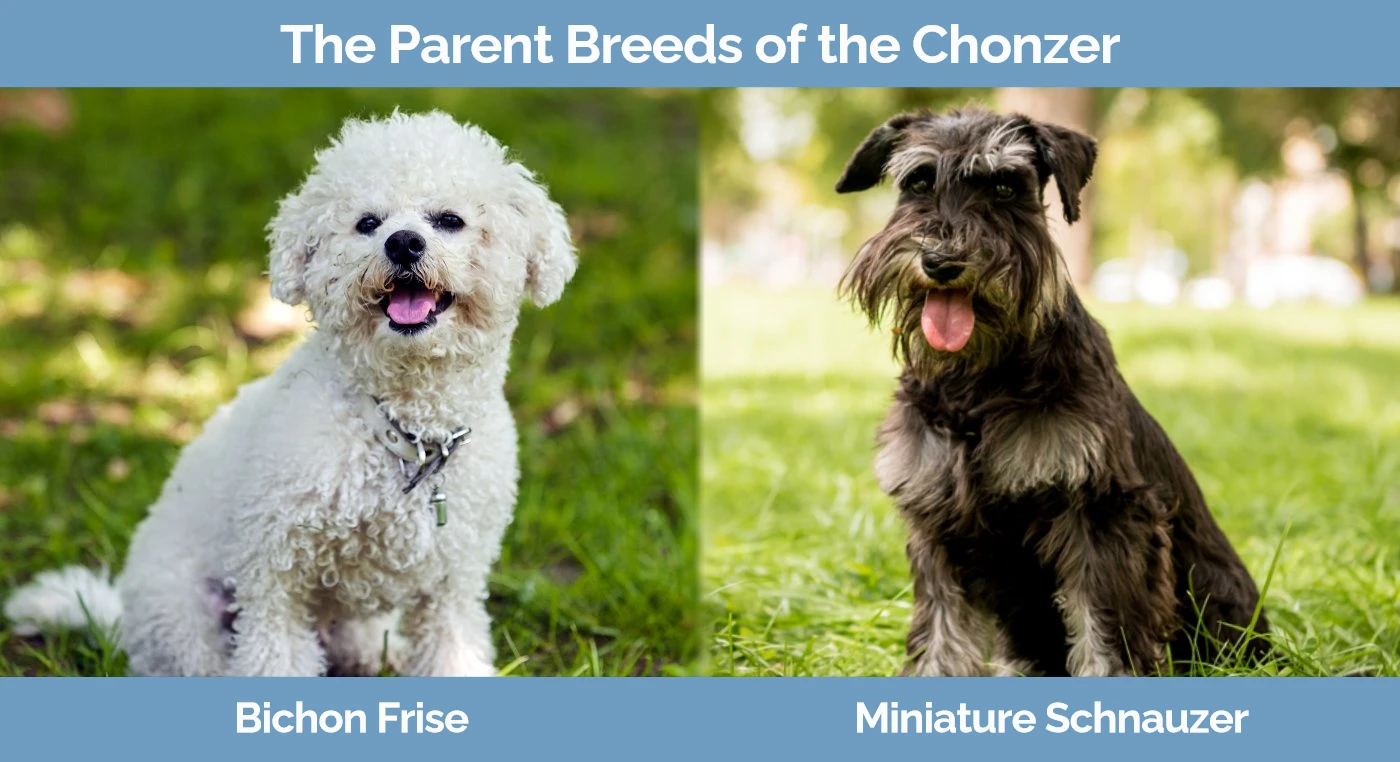 Schnauzer cross bichon store frise