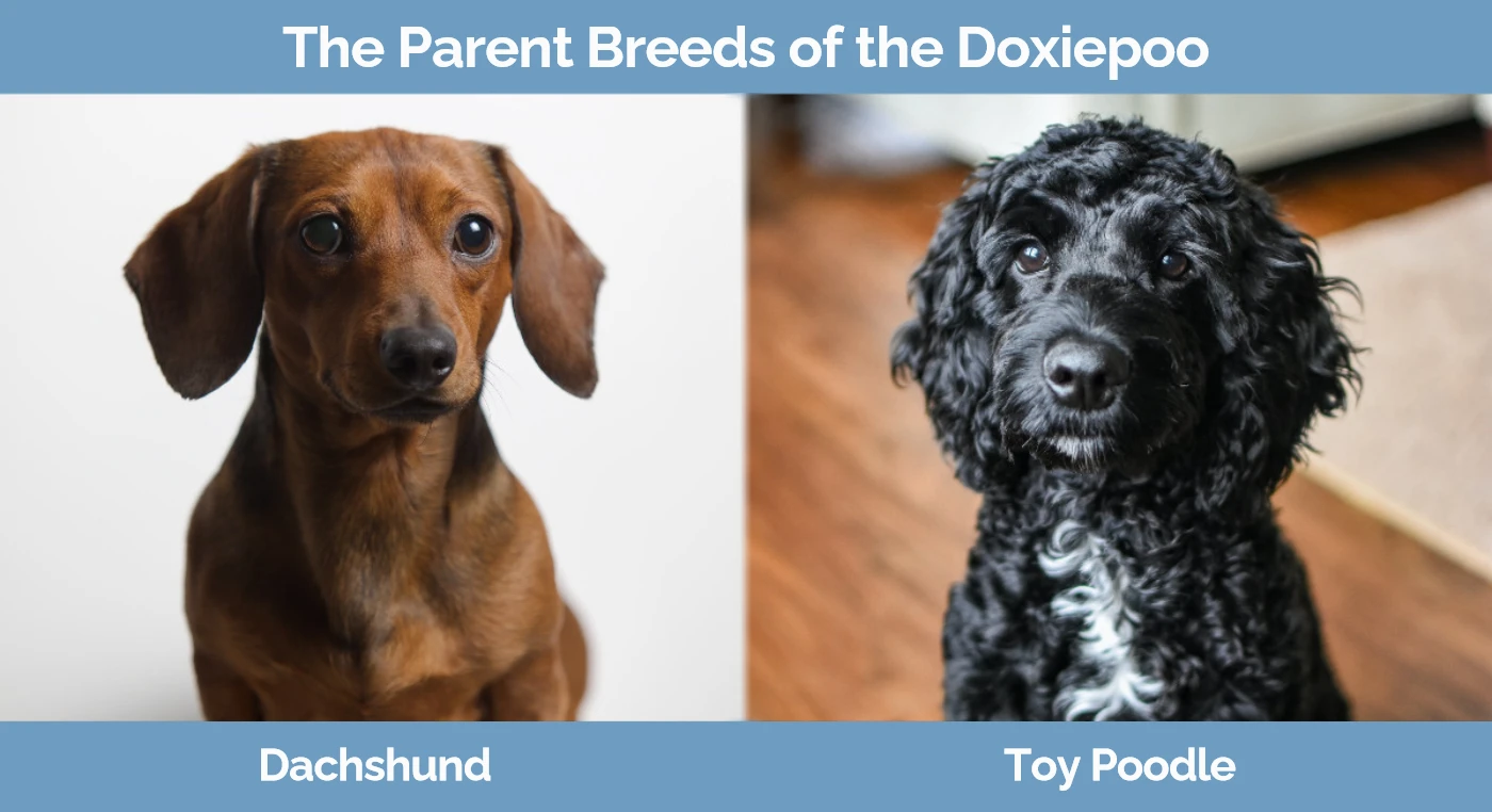 Toy poodle cross shop dachshund