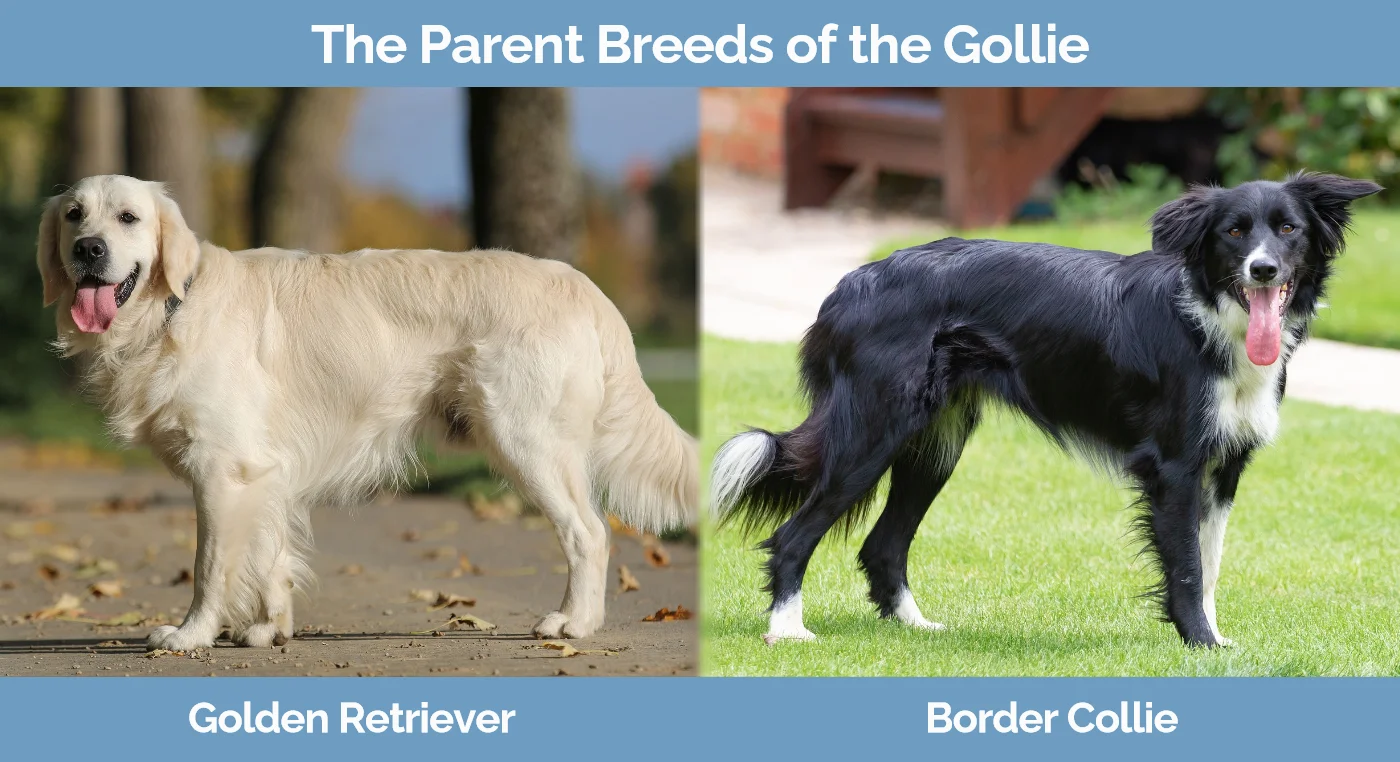 The parent breeds of the Gollie