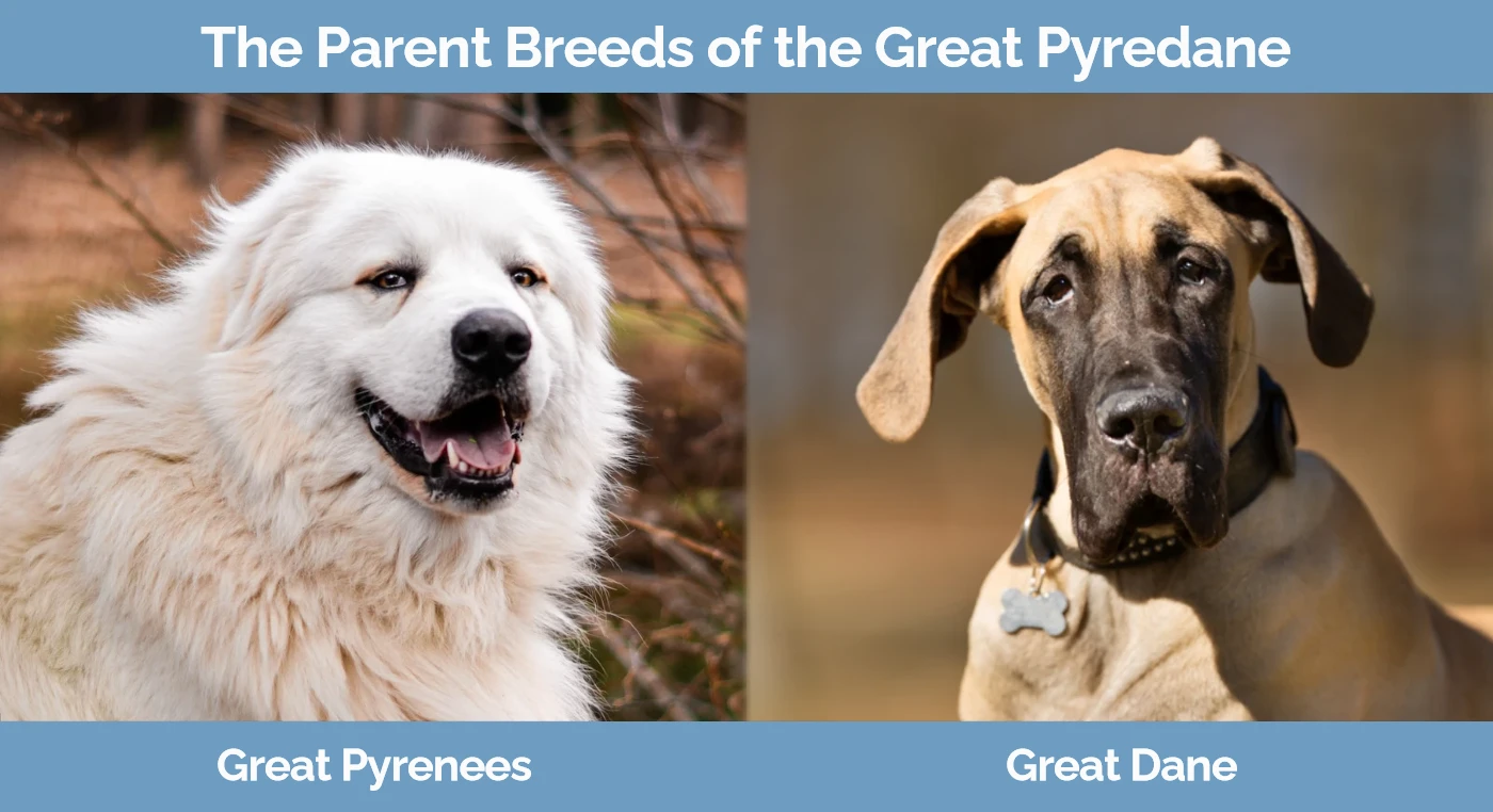 The parent breeds of the Great Pyredane