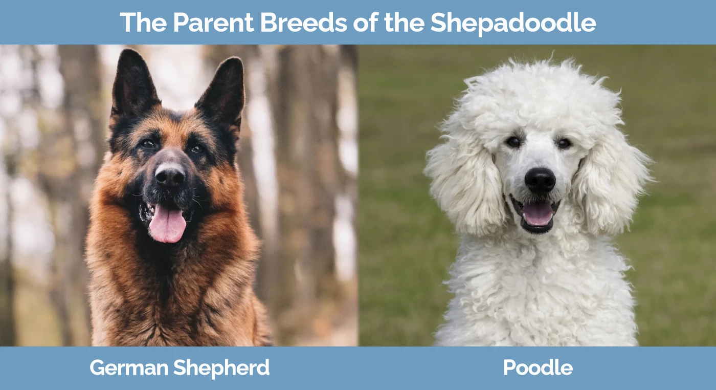 The parent breeds of the Shepadoodle
