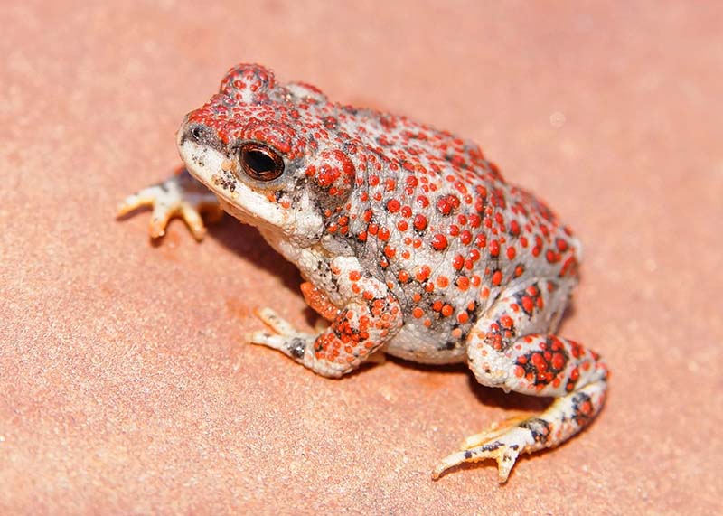 The warty, bumpy Red-spotted Toad