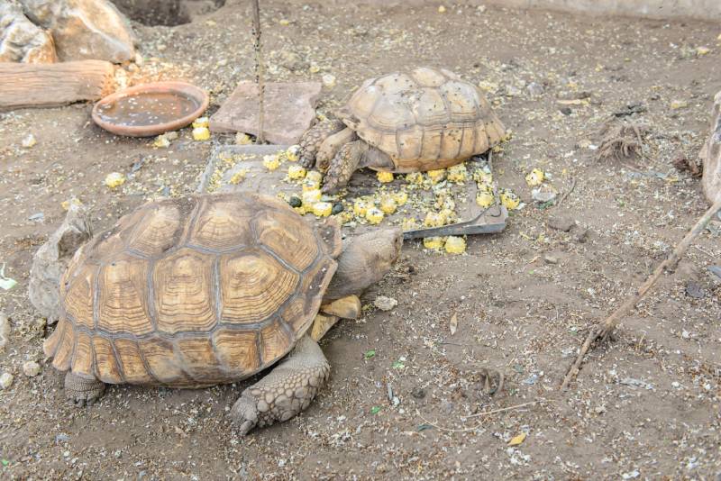 Tortoises are eating corn