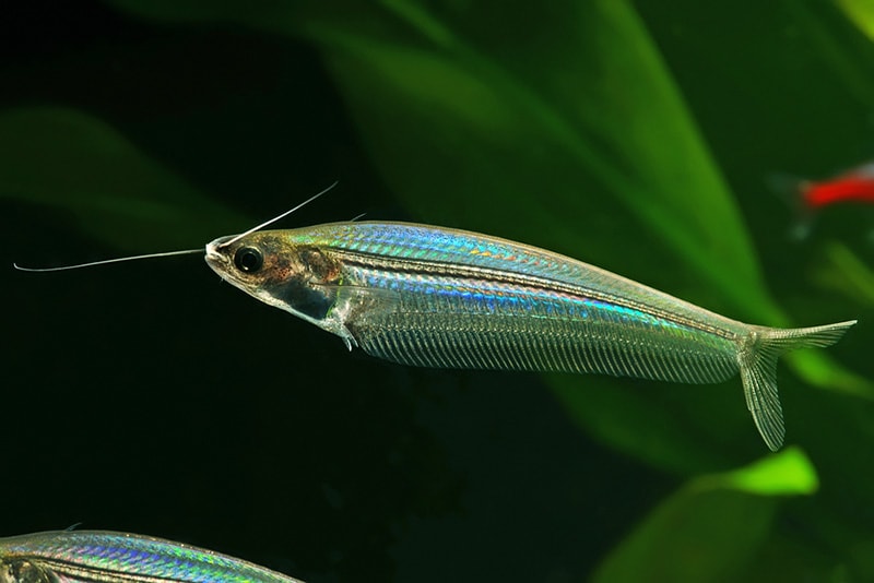 Transparent Glass or Ghost catfish or Phantom catfish