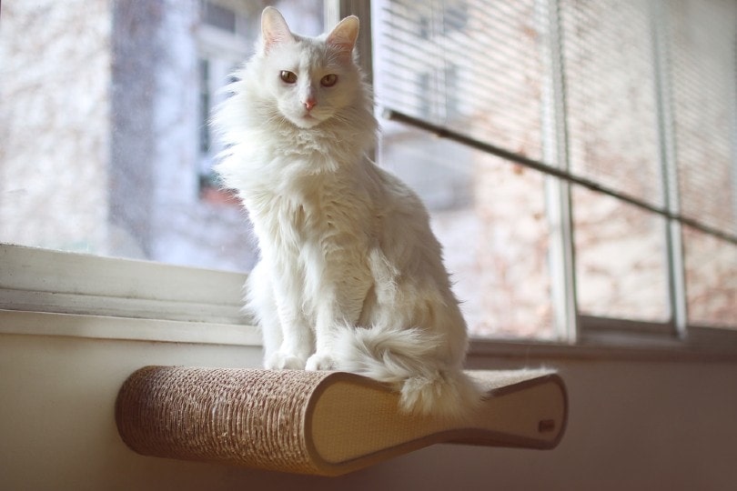 Turkish Angora - white