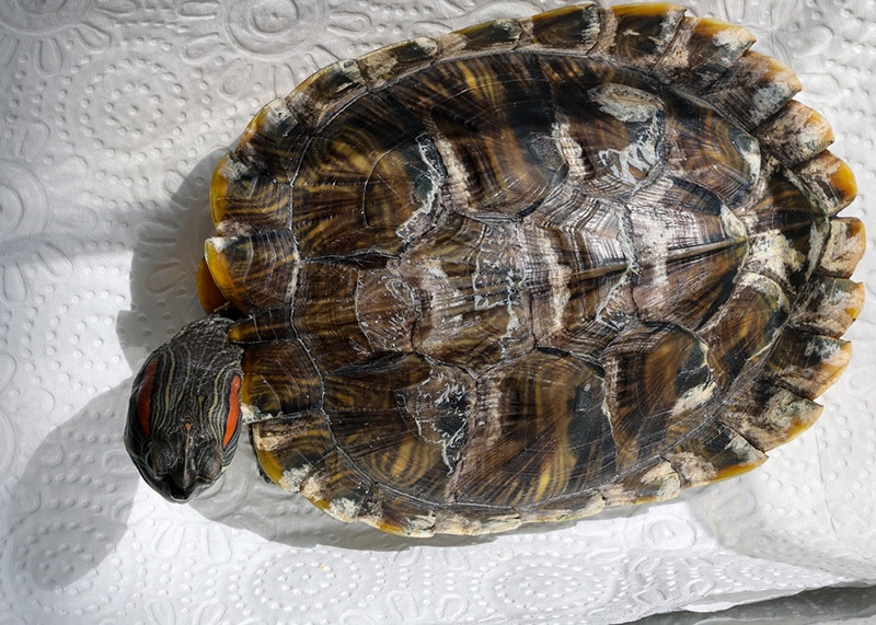 Turtle Shell Rot Fungal Infection