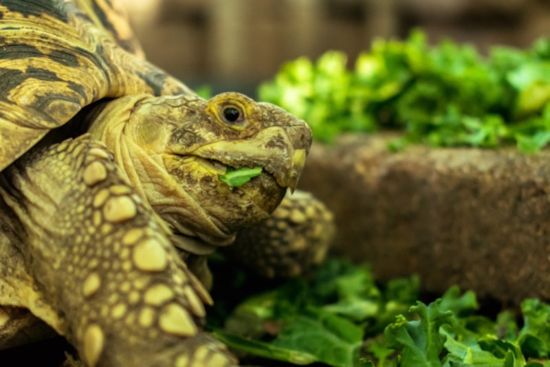 Turtle eating kale