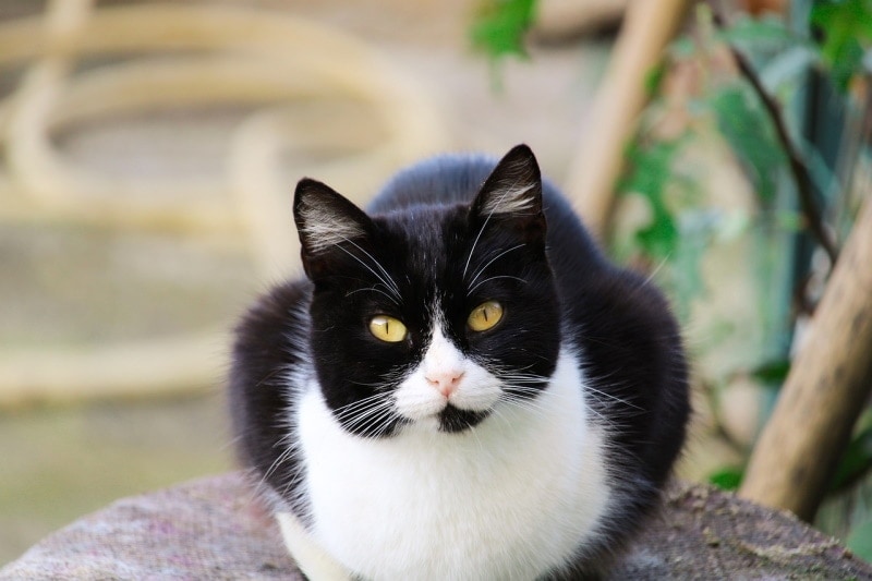 Tuxedo cat purring on the ground